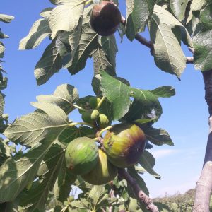 Sfeervolle-villa-huren-Frankrijk