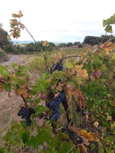 Vakantiehuis-Escales-Frankrijk